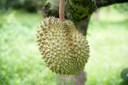 Durian on the tree in the gardenの写真素材
