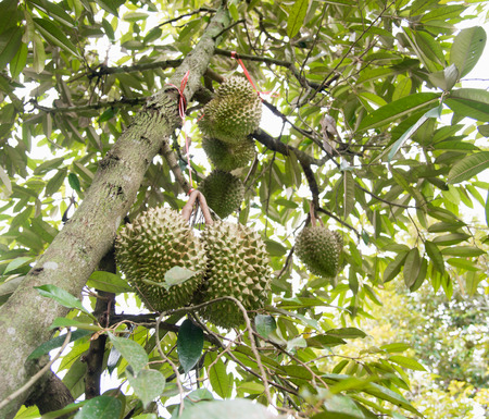 Durian on the tree in the gardenの写真素材