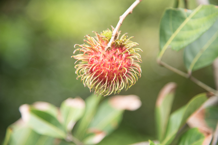 Fresh rambutan  fruit on the tree in the garden , kamphaengphet , thailandの写真素材