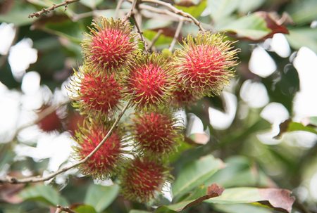 Fresh rambutan  fruit on the tree in the garden , kamphaengphet , thailandの写真素材