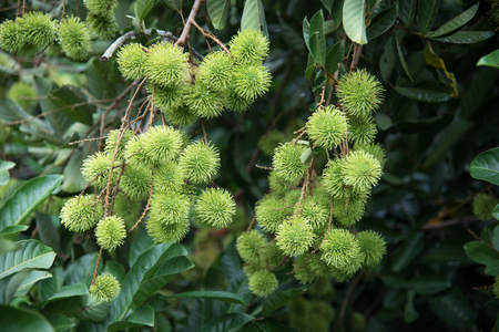 young rambutan  fruit on the tree in the gardenの写真素材