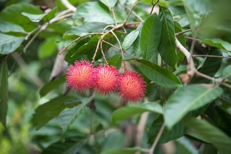 Fresh rambutan  fruit on the tree in the garden , kamphaengphet , thailandの写真素材
