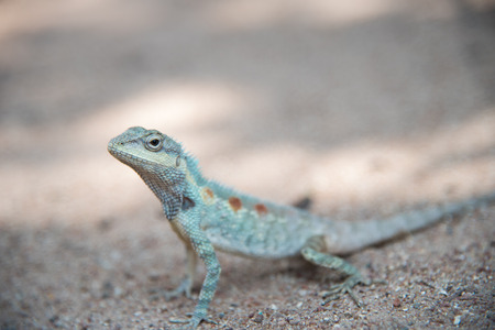 Close up blue  chameleon on Sandy floorの写真素材