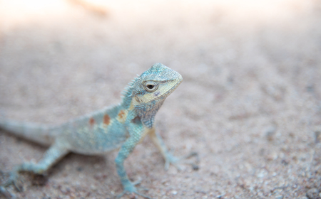 Close up blue  chameleon on Sandy floorの写真素材
