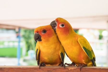 couple yellow Sun conure parrot love and take care of together , lovely parrot , Beautiful parrot.の写真素材