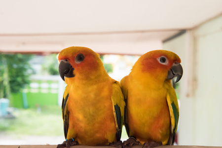 couple yellow Sun conure parrot love and take care of together , lovely parrot , Beautiful parrot.の写真素材
