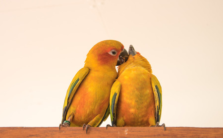 couple yellow Sun conure parrot love and take care of together , lovely parrot , Beautiful parrot.の写真素材