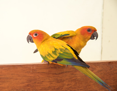 couple yellow Sun conure parrot love and take care of together , lovely parrot , Beautiful parrot.の写真素材