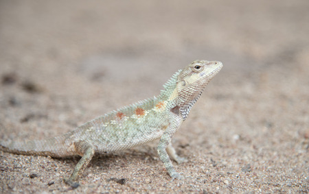 image of  chameleon on Sandy floor , Natural color changeの写真素材