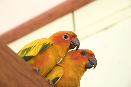 couple yellow Sun conure parrot love and take care of together , lovely parrot , Beautiful parrot.の写真素材