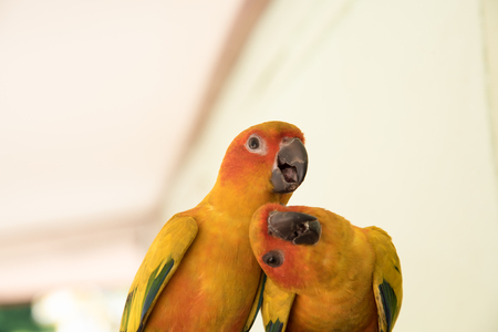 couple yellow Sun conure parrot love and take care of together , lovely parrot , Beautiful parrot.の写真素材