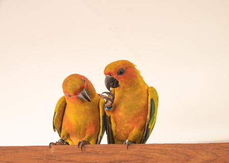 couple yellow Sun conure parrot love and take care of together , lovely parrot , Beautiful parrot.の写真素材