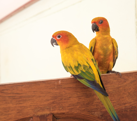 couple yellow Sun conure parrot love and take care of together , lovely parrot , Beautiful parrot.の写真素材