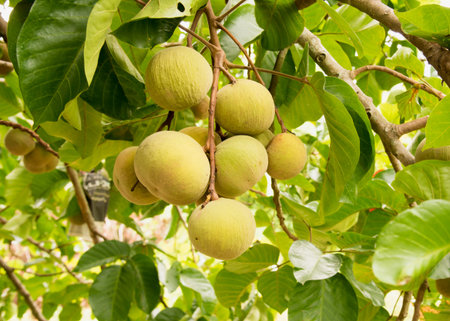 Santol fruits on tree in the garden