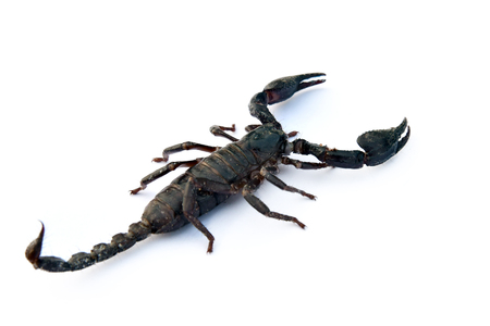 image of scorpion on a white background.の写真素材
