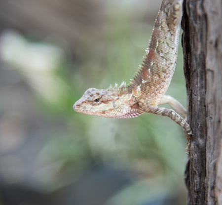 chameleon on the tree on nature backgroundの写真素材