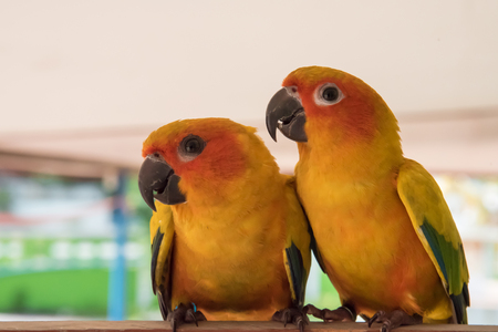 couple yellow Sun conure parrot love and take care of together , lovely parrot , Beautiful parrot.の写真素材