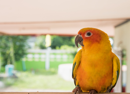 sun conure parrot close up , Beautiful yellow parrotの写真素材