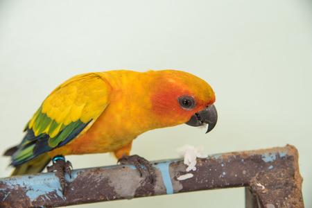 Beautiful yellow parrot, closeup Sun Conure bird eating foodの写真素材