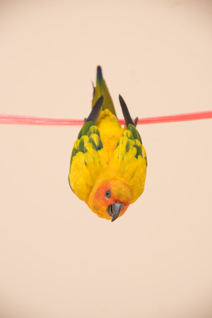 closeup Sun Conure bird , Beautiful yellow parrot hanging on the ropeの写真素材