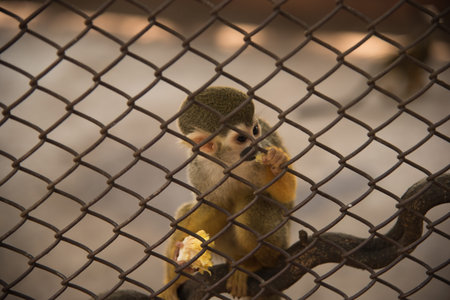 Squirrel monkey in the cageの写真素材