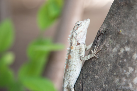 chameleon on the tree on nature backgroundの写真素材