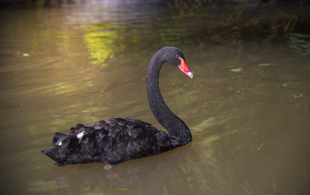 image of a  black swan swimming on a poolの写真素材