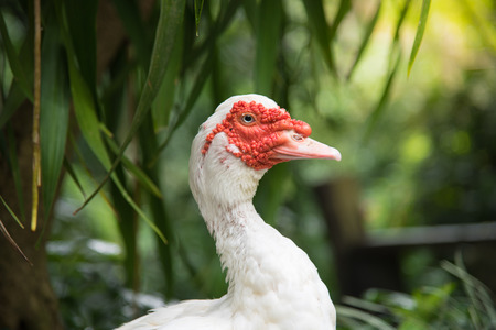 White Muscovy duck  portrait ,Musky duck , Indoda , Barbary duck with red nasal corals   in the public gardenの写真素材