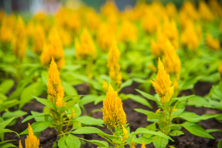 Colorful Celosia argentea of plumed cockscomb flower  , beautiful Yellow Celosia flowers in the garden.の写真素材