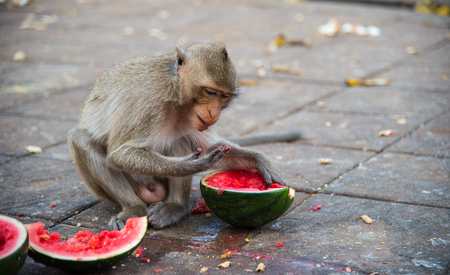 Family of Macaca fascicularis (Long-tailed macaque, Crab-eating macaque) ,Portrait of cute monkey in Lop Buri ,thailand ,The living of monkeys in the cityの写真素材