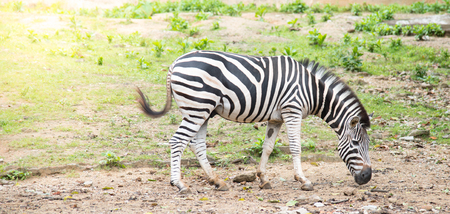 zebra in the nature background, animal Wildlifeの写真素材