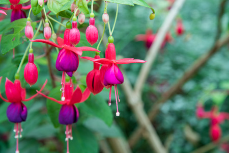 Image of a Beautiful pink  Fuchsia magellanica flowers on green tree background , Hummingbird Fuchsiaの写真素材