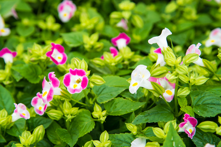 Colorful wishbone flower(Torenia Fournieri Flower Seeds).  Beautiful pink and purple flowers in garden .の写真素材