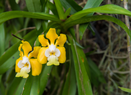 Image of a beautiful Yellow Vanda denisoniana Orchid in garden ,Thailand.の写真素材