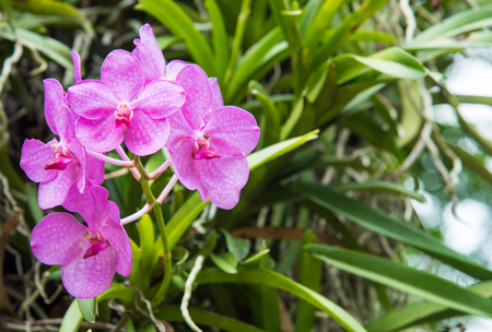 Beautiful purple vanda orchid   in the gardenの写真素材