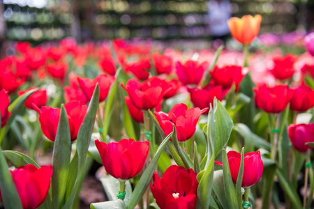 image of Red Tulip Flower. Beautiful bouquet of tulips. colorful tulips. tulips in  the garden,colorful tulip,Nature background.の写真素材