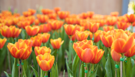 image of  tulips Flower background. Beautiful bouquet of tulips. colorful tulips. tulips in  the garden,Nature background.の写真素材