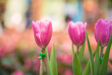 image of Pink tulips Flower. Beautiful bouquet of tulips. colorful tulips. tulips in  the...