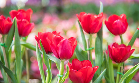image of Red Tulip Flower. Beautiful bouquet of tulips. colorful tulips. tulips in  the garden,colorful tulip,Nature background.の写真素材