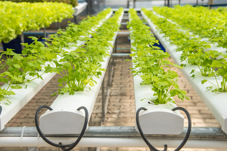 Organic hydroponic vegetable cultivation farm,cultivation hydroponic green vegetable,corianderの写真素材
