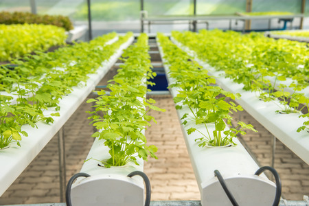 Organic hydroponic vegetable cultivation farm,cultivation hydroponic green vegetable,corianderの写真素材