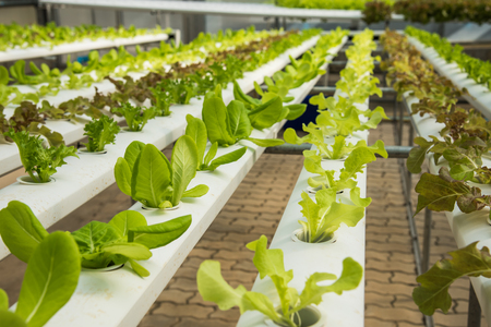 Organic hydroponic vegetable cultivation farm,Red oak, green oak,  cultivation hydroponic green vegetableの写真素材