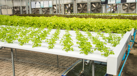 Organic hydroponic vegetable cultivation farm,cultivation hydroponic green vegetable,corianderの写真素材