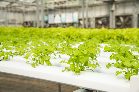 Organic hydroponic vegetable cultivation farm,cultivation hydroponic green vegetable,corianderの写真素材