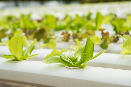 Organic hydroponic vegetable cultivation farm,Red oak, green oak,  cultivation hydroponic green vegetableの写真素材