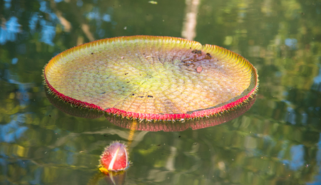 image of Giant Victoria lotus in water , Victoria waterlily,Victoria amazonica , Victoria cruzianaの写真素材