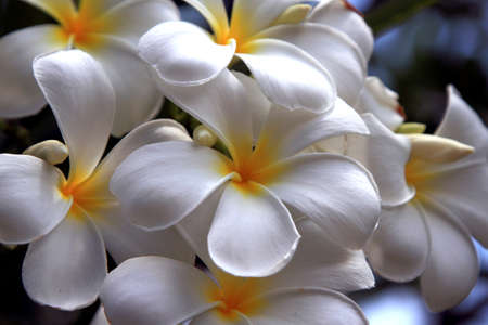 plumeriaの写真素材