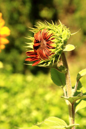 red sunflowerの写真素材