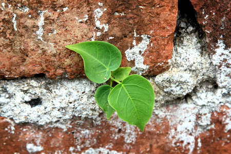 bodhibrick wallの写真素材
