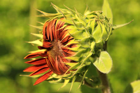 red sunflowerの写真素材